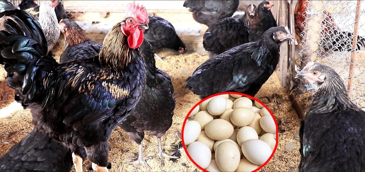 ব্ল্যাক অস্টলফ” (Black Austrolorp)